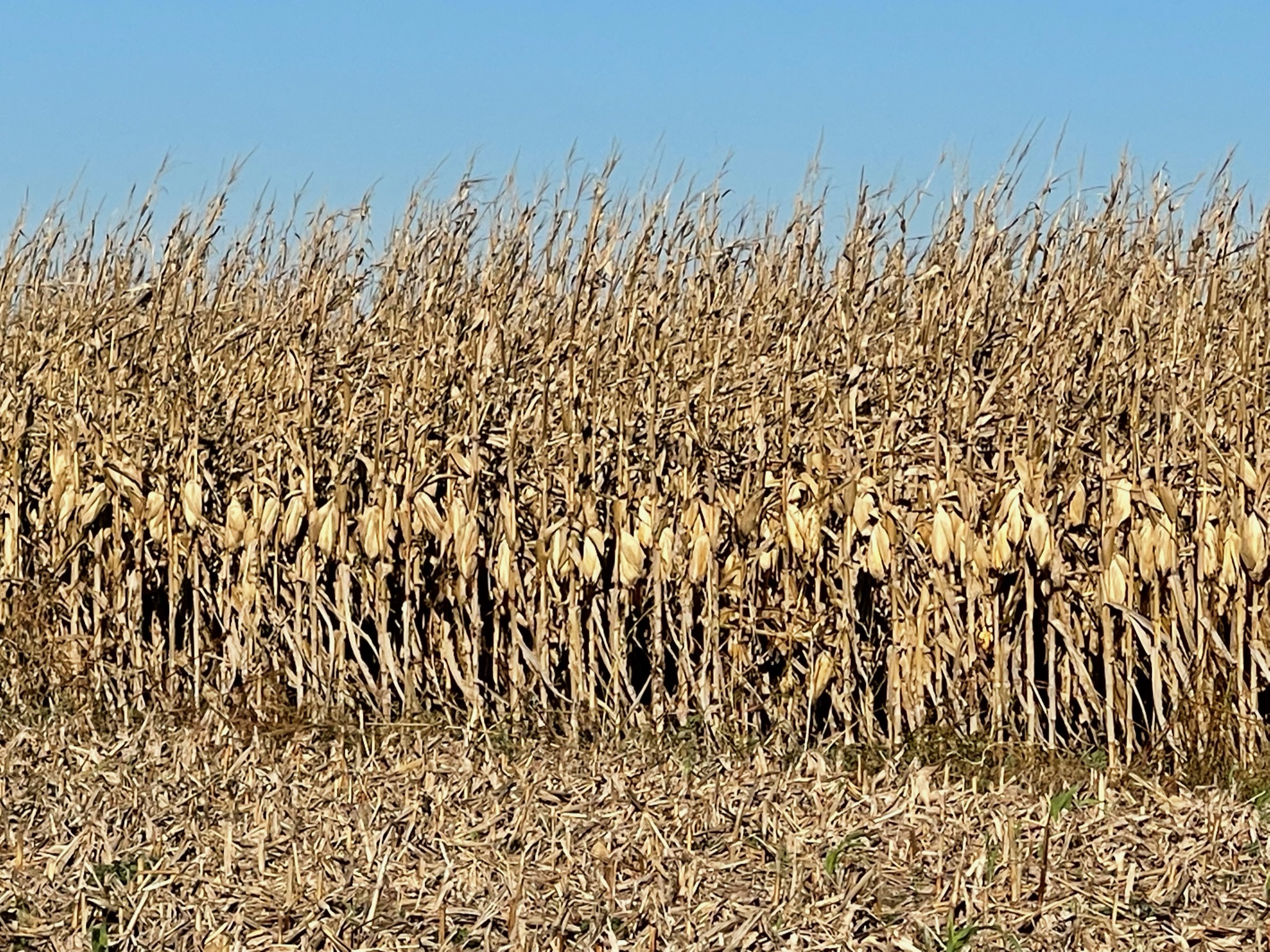 Illiopolis, Illinois:  Day ride – Biker buddies in Search of Tall Corn