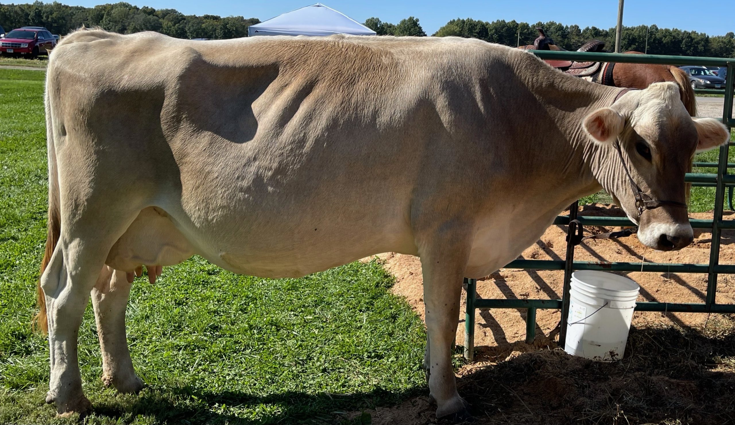 Rocky Road Dairy Open House:  A Day Down on the Farm – Northeast of Mulberry Grove, IL